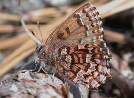 Eastern Pine Elfin
